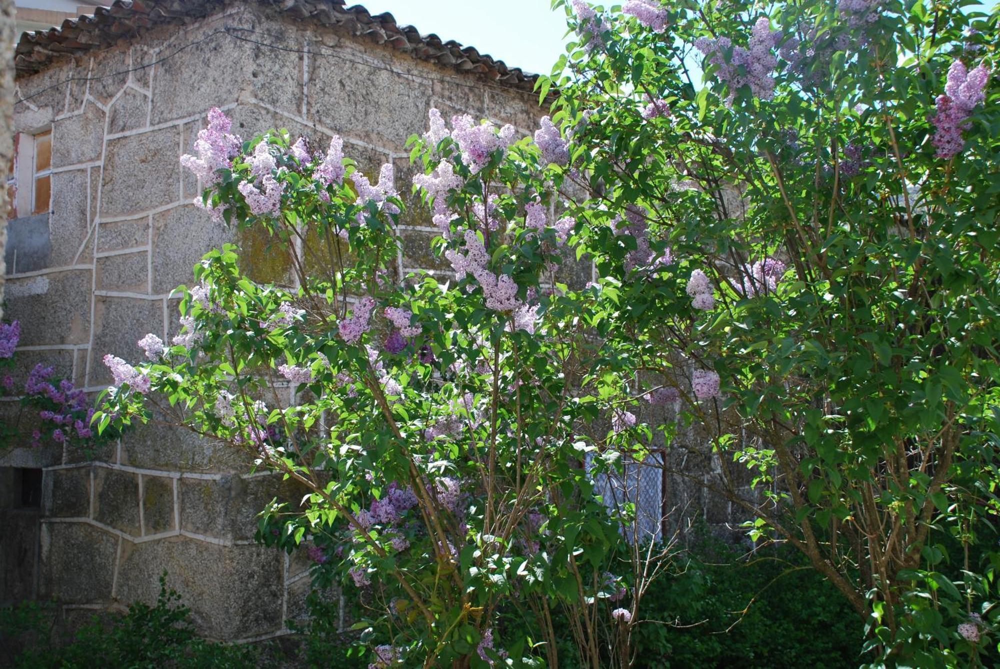 Villa Refugio De Calheiros Covilhã Exterior foto